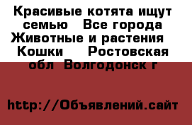 Красивые котята ищут семью - Все города Животные и растения » Кошки   . Ростовская обл.,Волгодонск г.